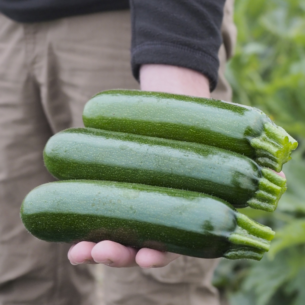 Presentation of 3 zucchini Dharma F1 HM.CLAUSE by one of our salesmen