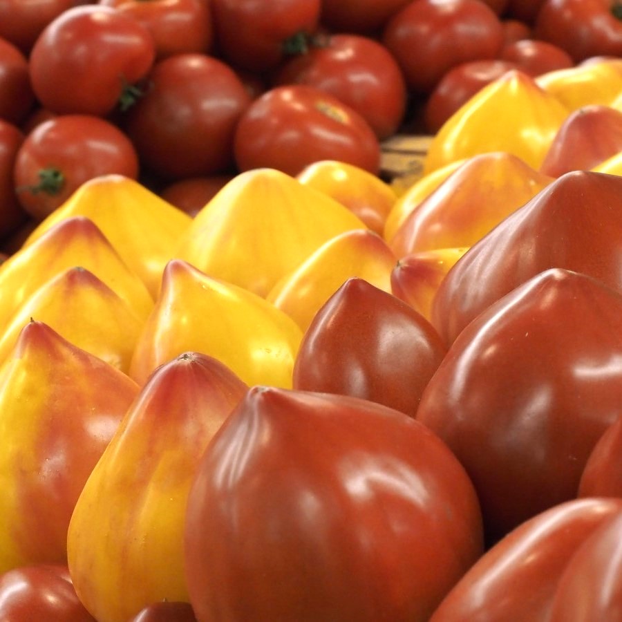 Flamansun F1 HM.CLAUSE tomato stall