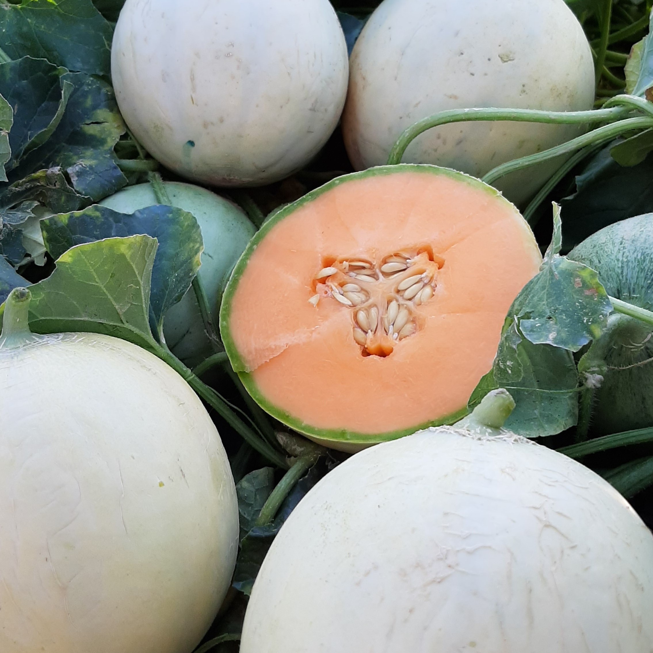Melon PLAIZIR F1 (HMC 457086)