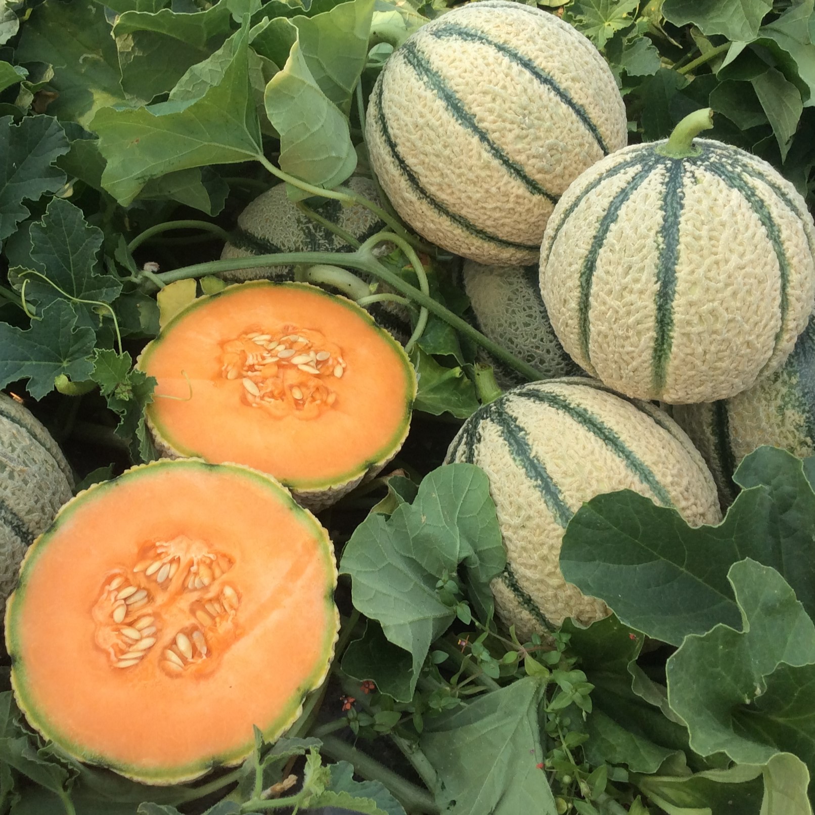 Melon PRESAGIO F1 (HMC 452151)